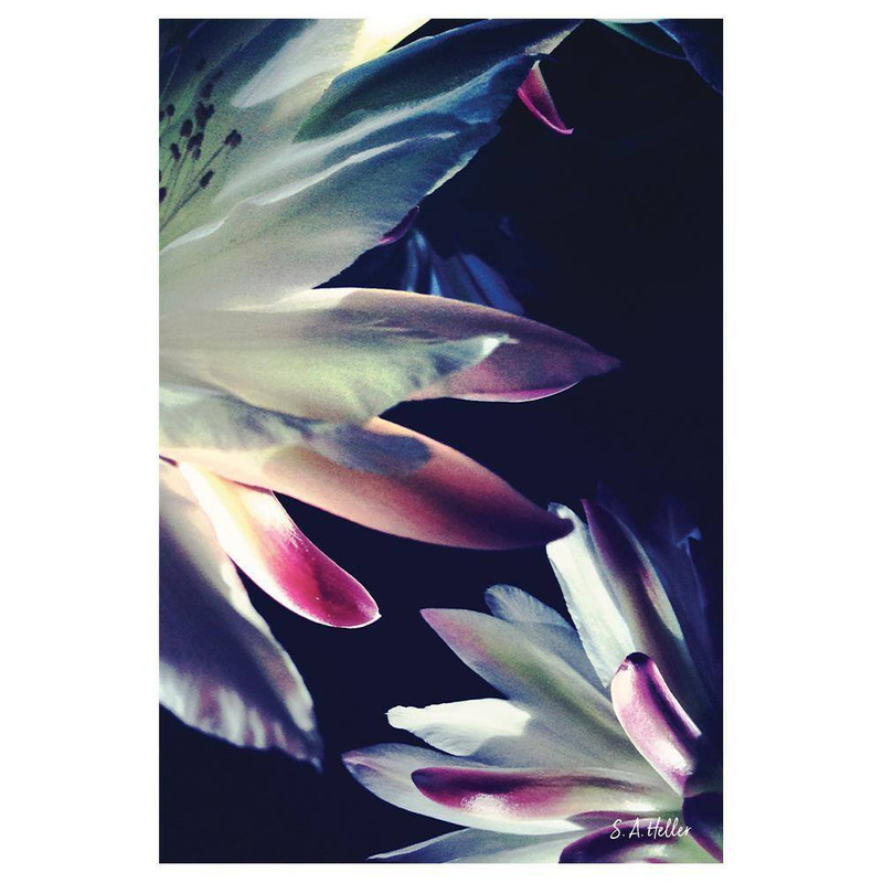 BLOSSOMS TOUCH by Steven A. Heller 1 Piece Unframed Canvas Drawing Print Abstrac gallery