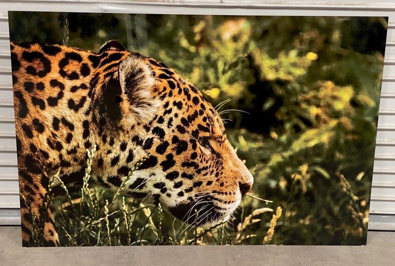 Leopard Large Metal Print 40″ x 60″ Nice Art Work