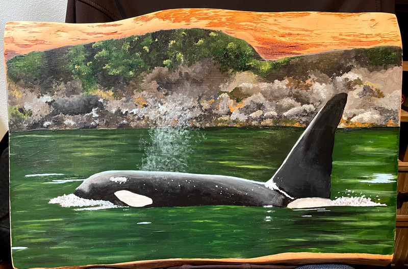 original orca killer whale live edge painting