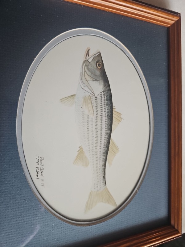 "Stipped Bass" gallery