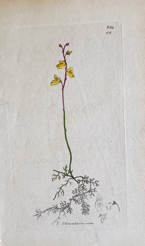 VINTAGE ORIGINAL BOTANICAL ART ENGARVING Utricularia Minor 1836!