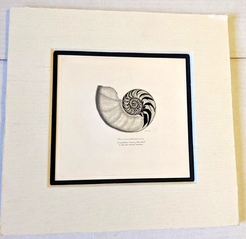 MIXED MEDIA SEASHELL ART PAINTING – NAUTILUS POMPILIUS SECTION OF SHELL – MATTED