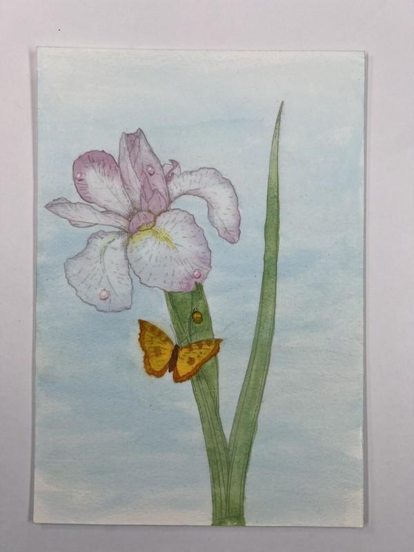 Iris Flower and Bufferfly Original Watercolor Painting 11×7”