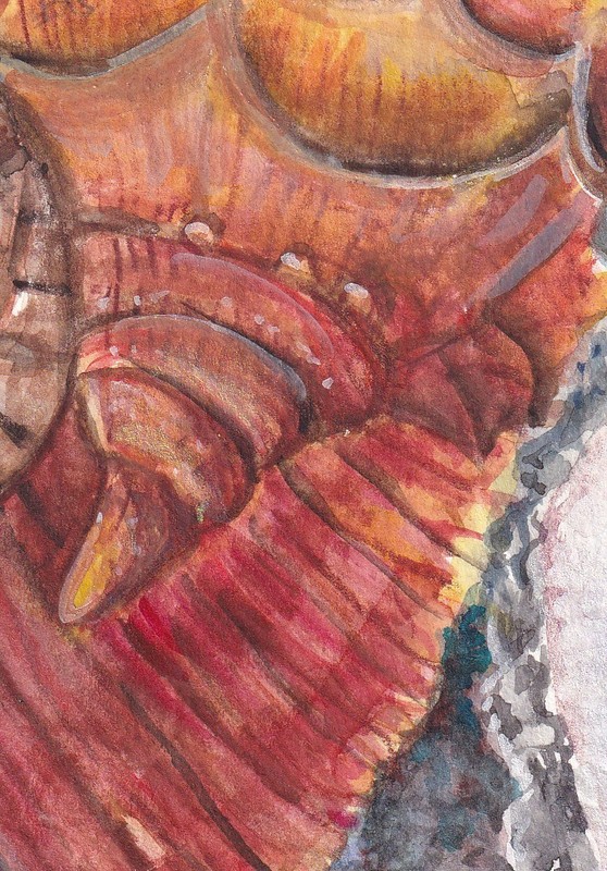 Original ACEO Oyster & Seashells on Beach Watercolor Painting – Mini Ocean Art gallery