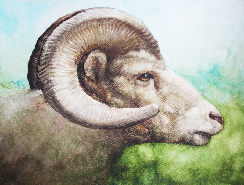 Ram Sheep Original Watercolor Painting Rhino Nursery Animal Art Zoo Kids Room