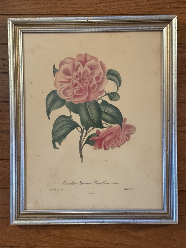 RARE Original 1830’s Alfred Chandler Camellia Japonica Folio Weddell Plate 6