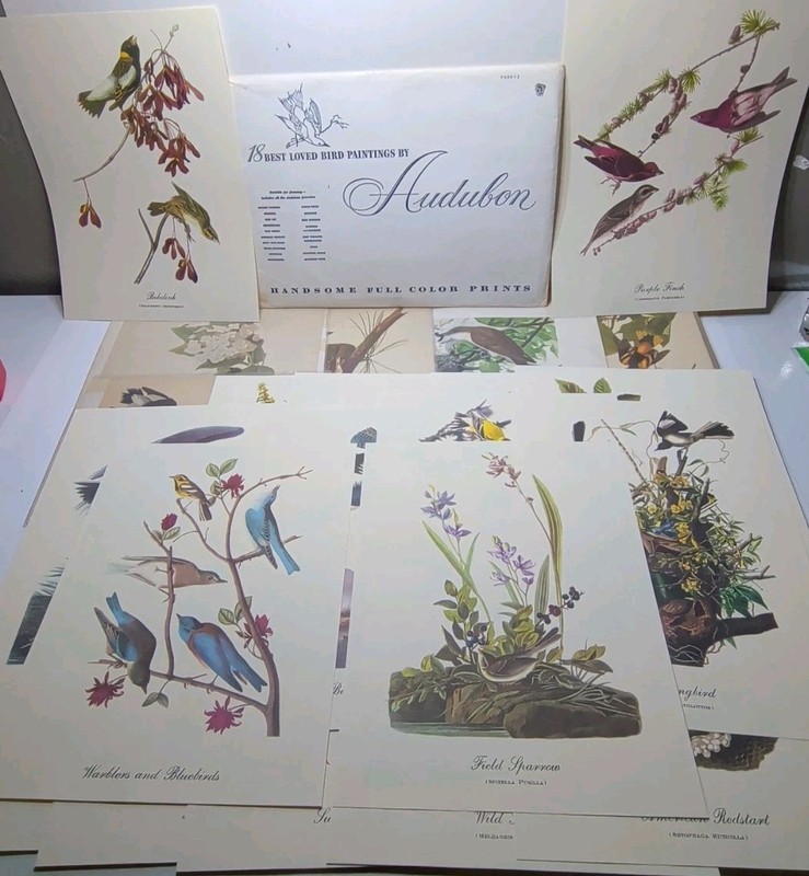 ✨New✨ 18 Audubon Bird Paintings Best loved, Each Print 9″x12″ + EXTRA PRINTS