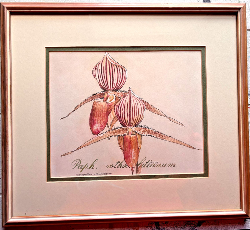 Orchid Watercolor Original Art Paphiopedilum Rothschildianum Signed C Stanfield