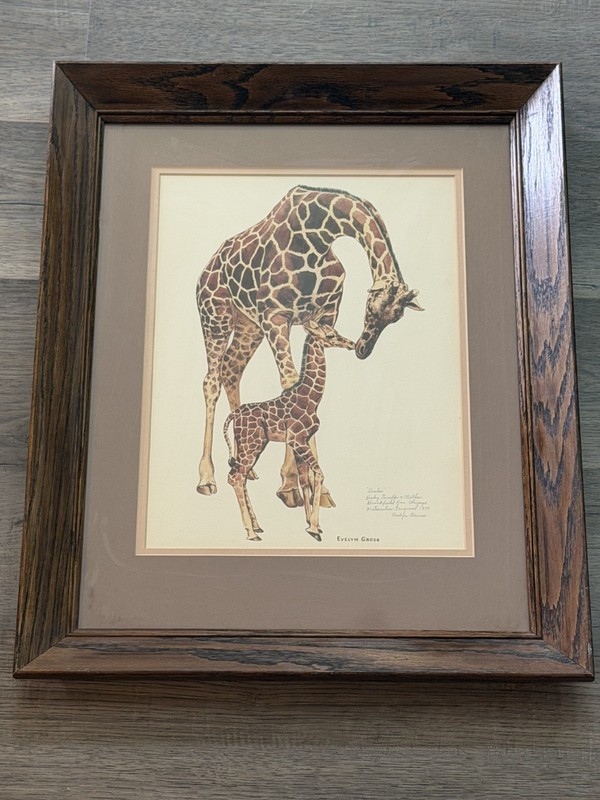 1977 Evelyn Gross Original Signed Watercolor Painting Aisha Baby Giraffe Mother