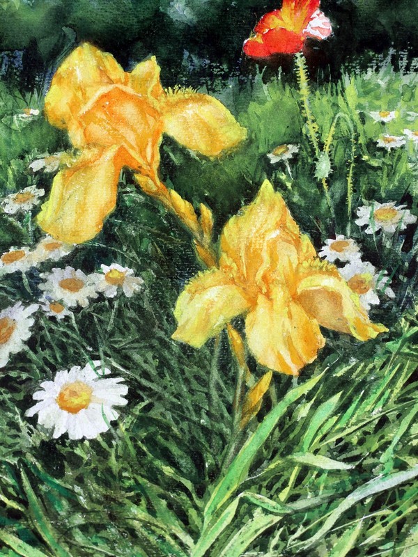 Original Watercolor Painting Iris Flowers Poppy Chamomile Meadow Floral Art gallery