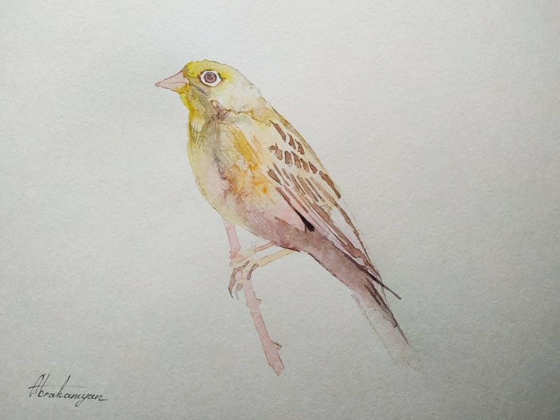 Yellow Warbler, Birds, Watercolor artwork, Handmade, Original painting on paper