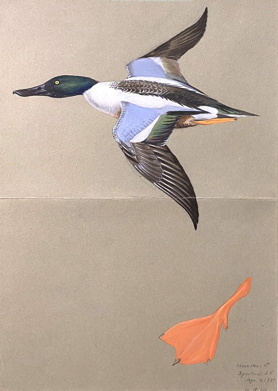 Orig. Bird/Duck Art Painting – Shoveler by Walter Weber, Ini. W.A.W, Dated 1931
