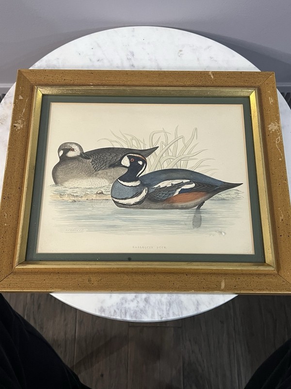 Vintage Matted Wood Framed Harlequin Duck Art Painting Height 12.5 width 14 3/4