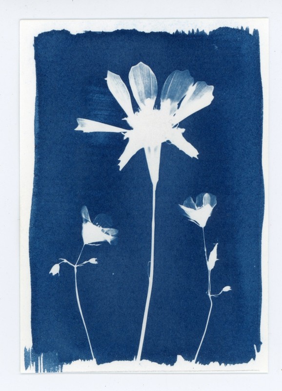 ACEO original cyanotype art mono print "Just the Three of Us" gallery