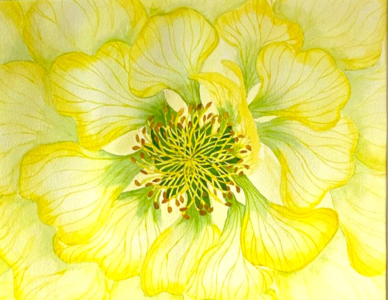 PAINTING WATERCOLOR 11X14 MAT 16X20 FLOWER PEONY YELLOW GREEN ORIGINAL ART