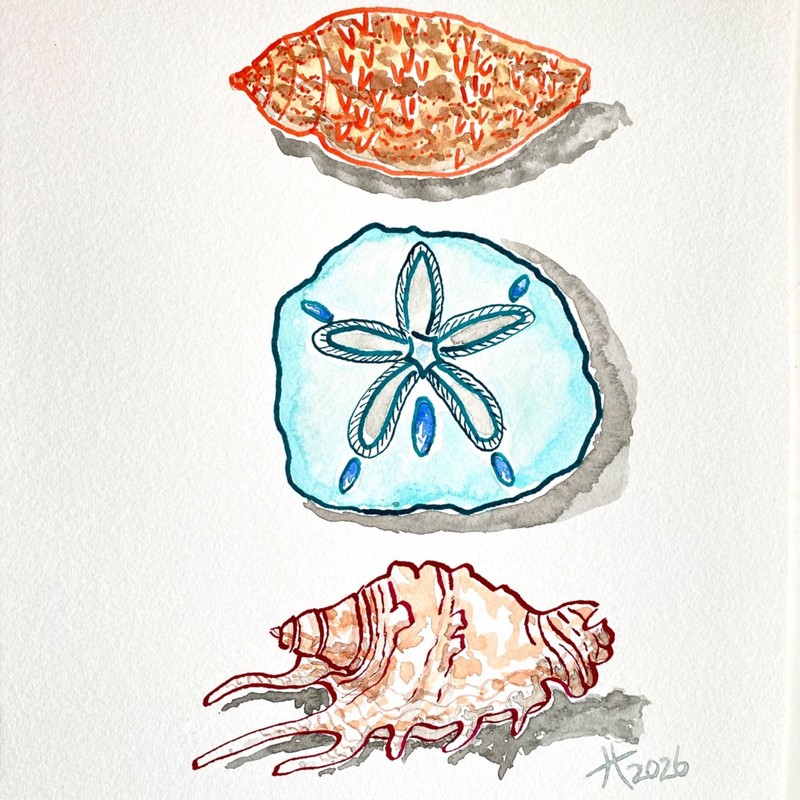 Sea Shell Collection Original Art Ink and Watercolor Painting 11x14in Matted