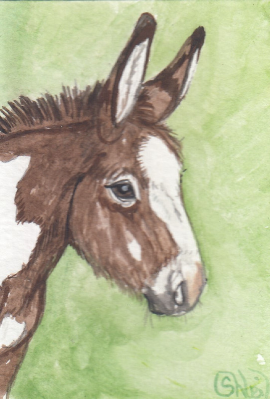 ACEO original Watercolor Art Card HORSE cousin brown spot Standar donkey jennet