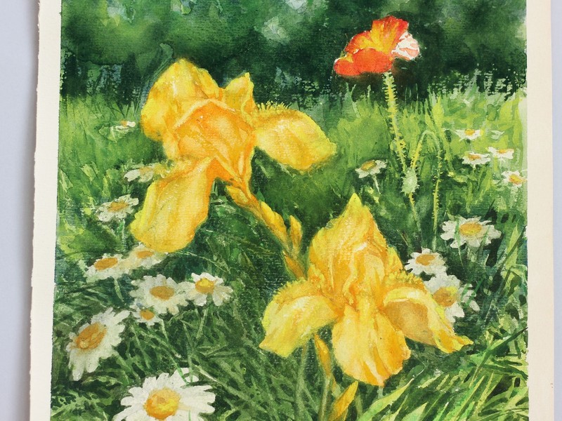 Original Watercolor Painting Iris Flowers Poppy Chamomile Meadow Floral Art gallery