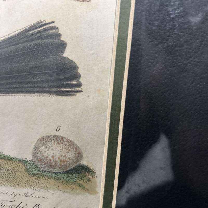 Alexander Wilson Hand Colored Print gallery