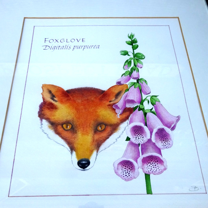 Original Watercolor Painting – Barbara Bash – Foxglove – Tiger Lilies Book 1984