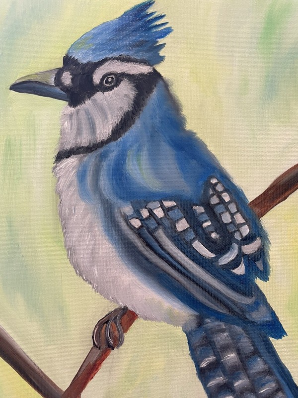 Original oil painting 11 x 14 inches gorgeous colorful blue jay bird gallery