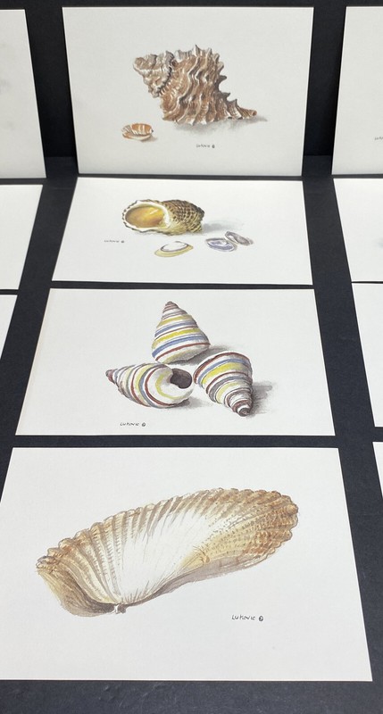 Anne Lukovic Sea Shell Art Prints 6 1/2” x 4 1/2” Set Of 12 Different Prints gallery
