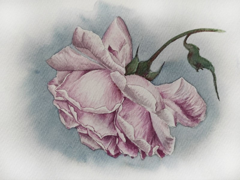 FLOWER PINK ROSE Original Artwork Painting Floral Landscape Art Wall Gift Sig A5