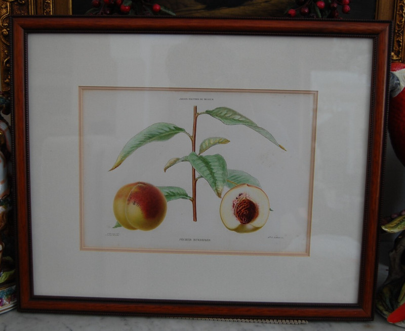 ALFRED RIOCREUX COLORED PEACH ENGRAVING FROM THE MUSEUM FRUIT GARDEN 1862-75 #1 gallery