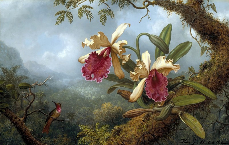 Martin Johnson Heade Hummingbird Reproduction – Giclee Canvas/Paper/Stretched