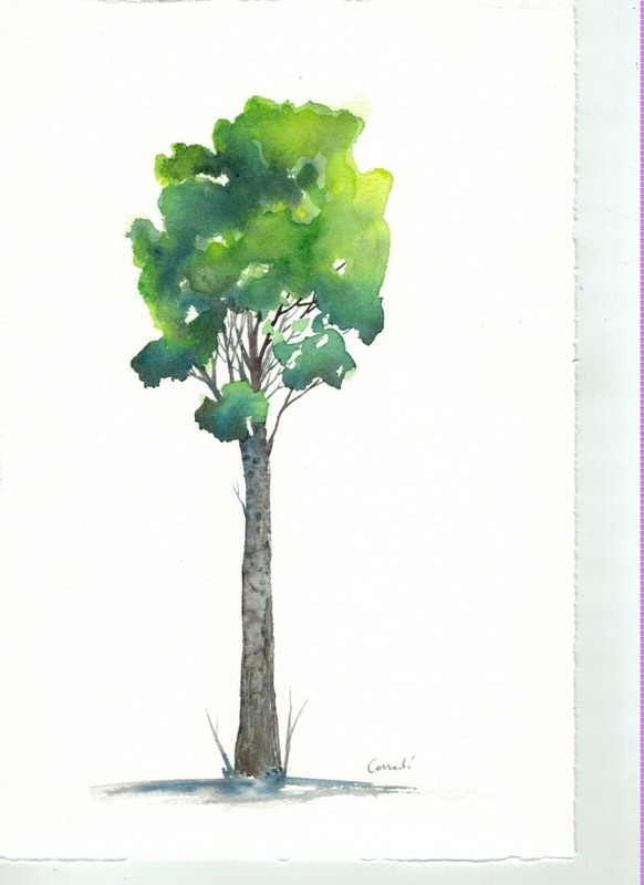 watercolour original by Italian artist Corradi – painted on 100% cotton paper