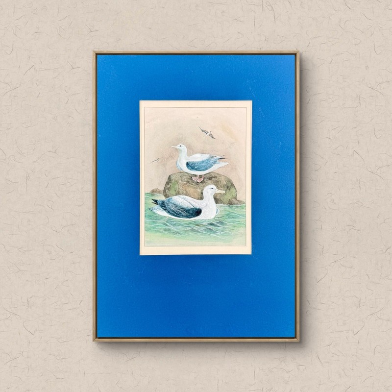 New Zealand Albatrosses Aquarelle Painting on Fine Art Paper | Matted 2014 gallery