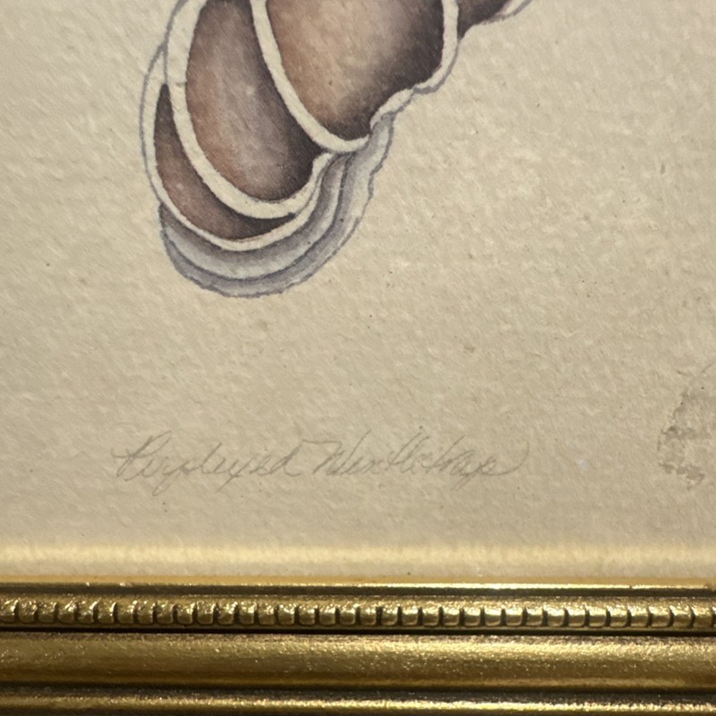 Karyn Frances Gray Shell Series Framed Watercolor Painting Shell 6.5 x 6.5 in gallery
