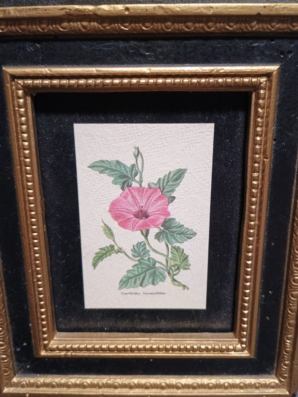 Miniature 5 X 6" Floral/Botanical Paintings In Black & Gold Frame BURWOOD VTG gallery