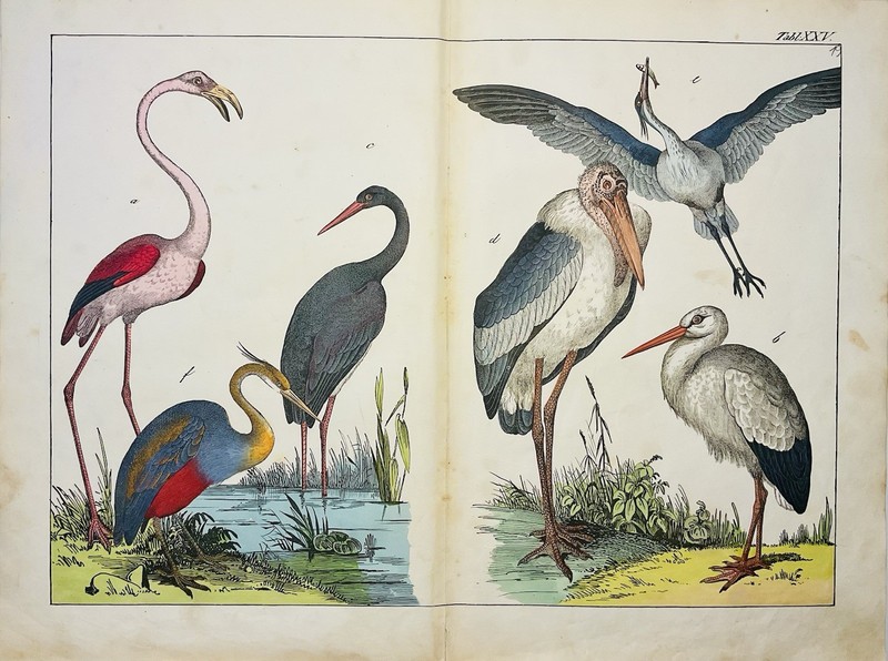 Flamingo Stork Heron Crane Birds Nature 1838 Antique Art Picture Vintage