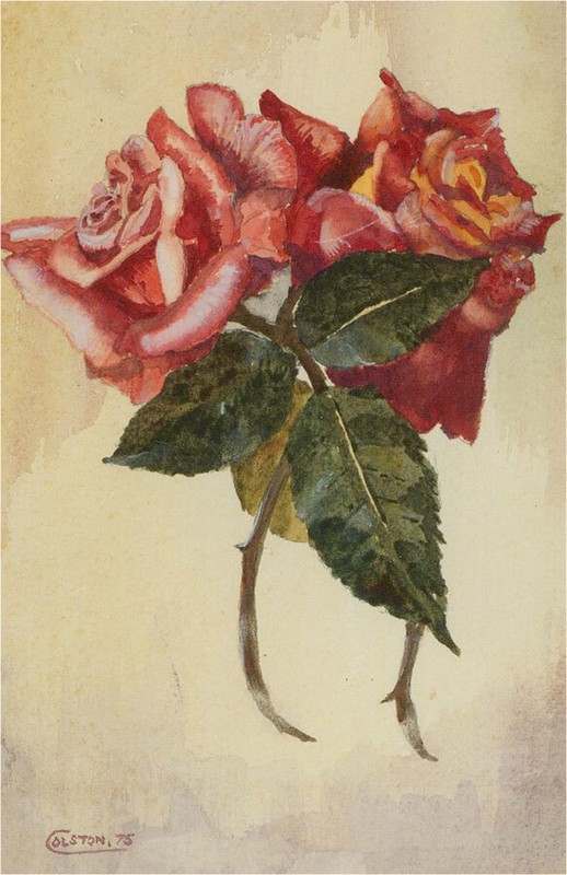 Colston - 1975 Watercolour, Two Roses gallery
