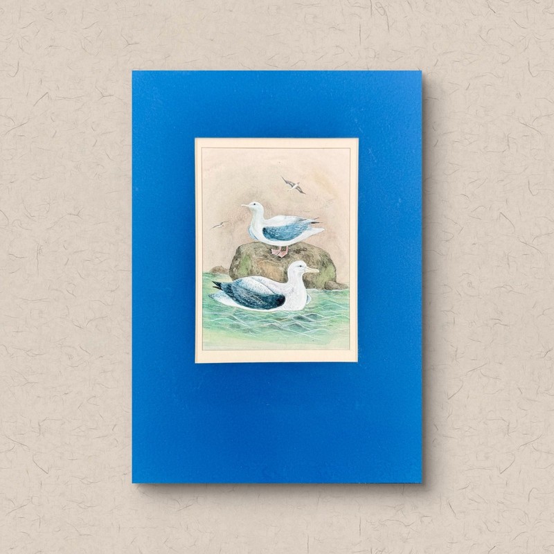 New Zealand Albatrosses Aquarelle Painting on Fine Art Paper | Matted 2014