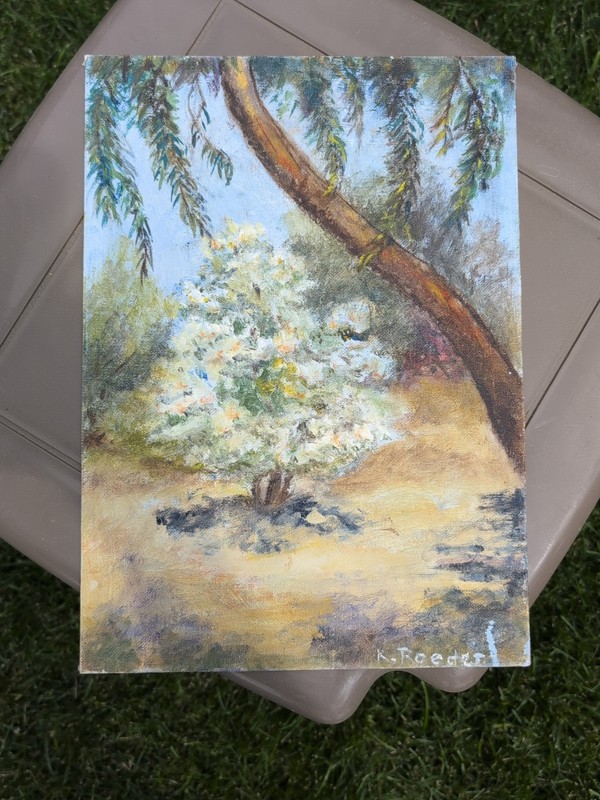 Original Acrylic On Canvas Board San Diego South African Snowball Tree