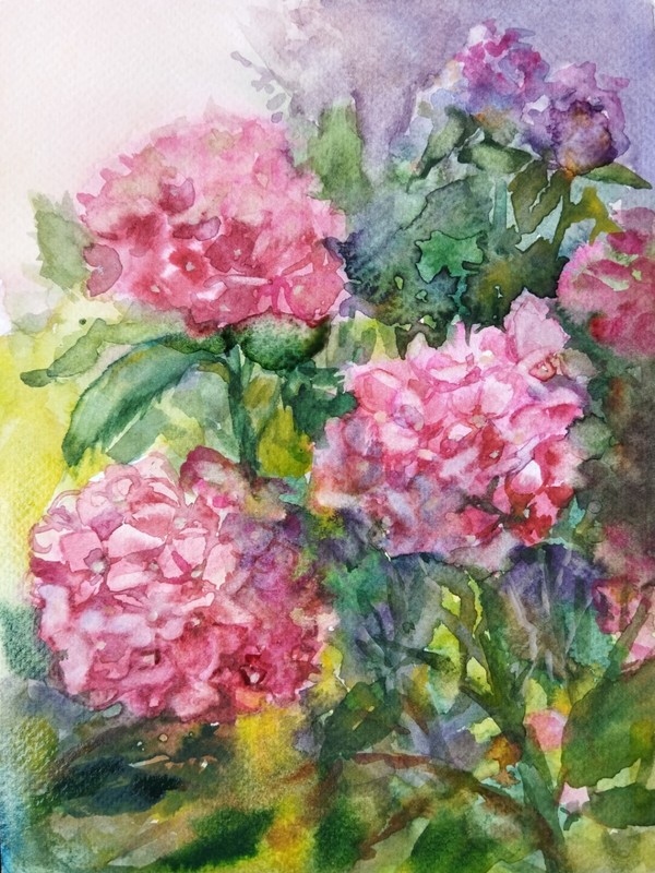 Hydrangeas Watercolor Painting Original Floral Art Pink Flowers Botanical Art
