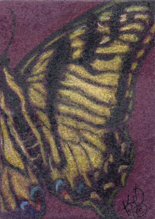 tiger Swallowtail butterfly insect Bug original ACEO Kim Loberg mini Nature art