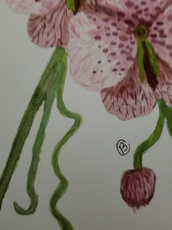Watercolor painting ORIGINAL art ORCHID flower 7x10" gallery