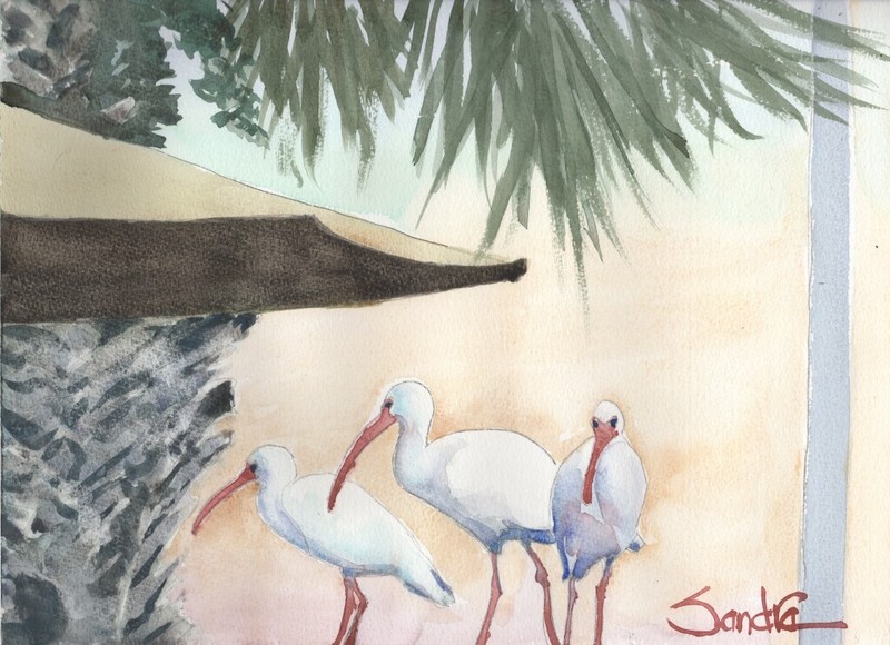 Florida Ibises : Signed LE Print: Sandra Watercolors™ Florida