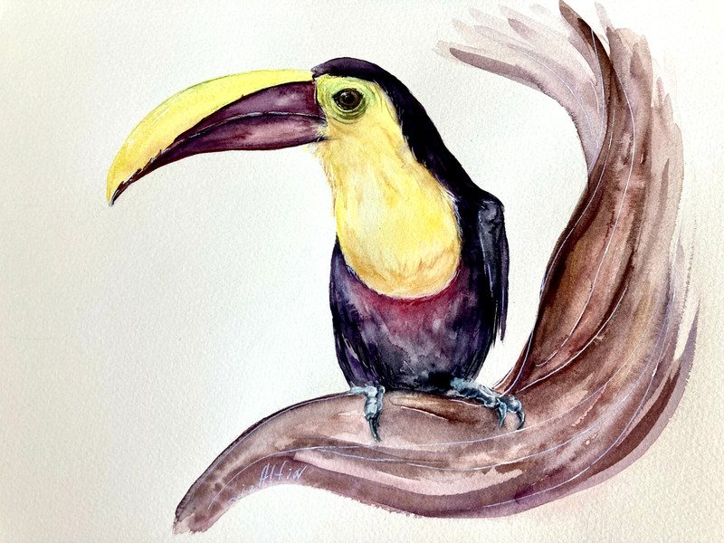 Exotic Bird Toucan Watercolor Original Painting