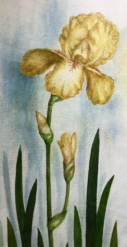 Artist NELLY DEACHMAN Original IRIS Watercolor Painting x2 ORANGE & YELLOW PAIR gallery