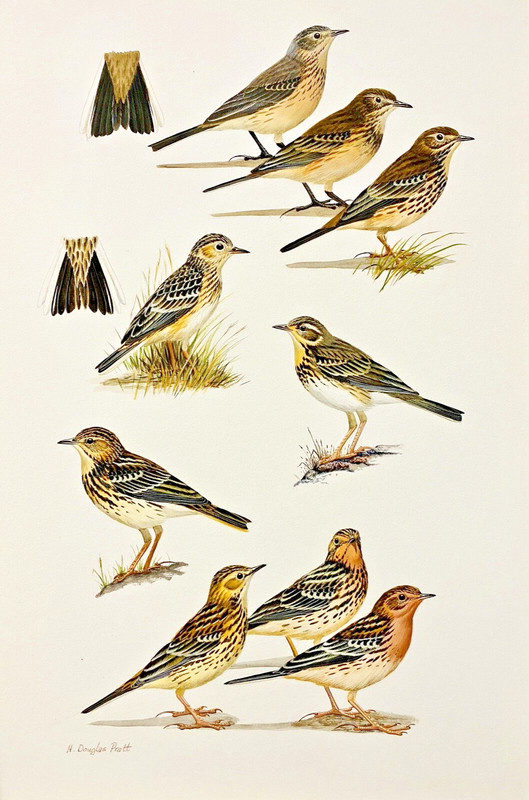 Original Bird Art Painting Pipits by H. Douglas Pratt, Signed, Matted, Published