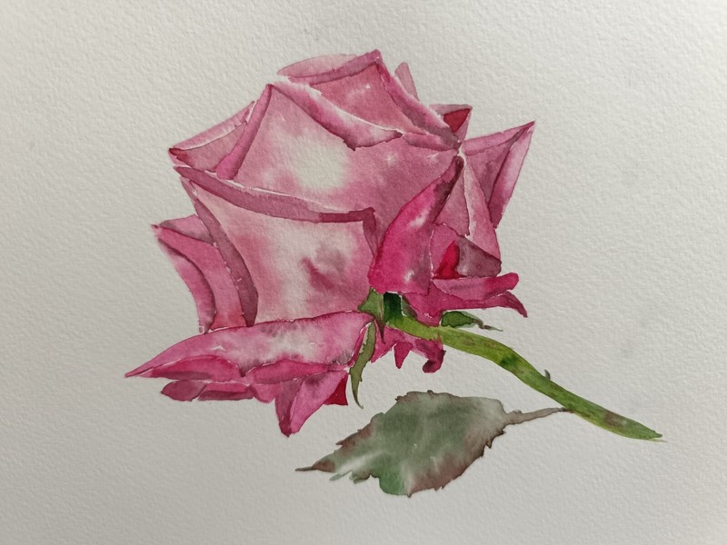 Flower France RED ROSE Original Artwork Hand Painted Floral Landscape ArtGift A5
