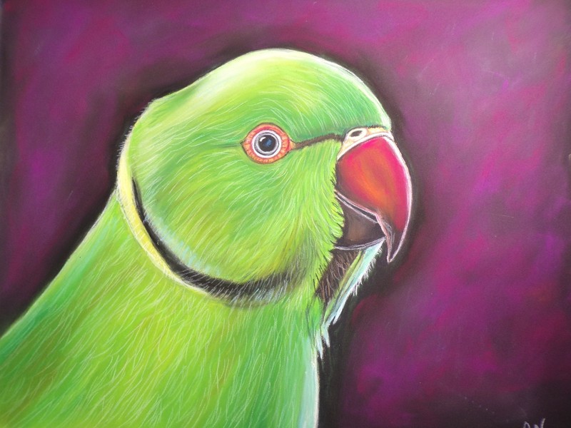 Indian Ringneck Parakeet Original painting, Parrot Painting, Animal Art, Bird