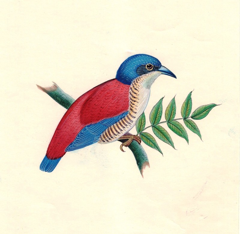 Indian Bird Art Handmade Ornithological Wild Life Miniature Folk Decor Painting