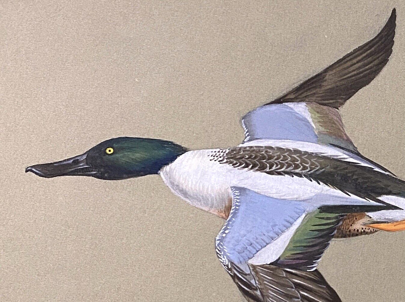 Orig. Bird/Duck Art Painting - Shoveler by Walter Weber, Ini. W.A.W, Dated 1931 gallery