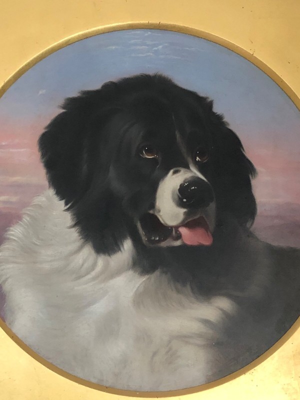 Victorian English School Landseer Newfoundland Dog Oil Board Dated 1878 Signed