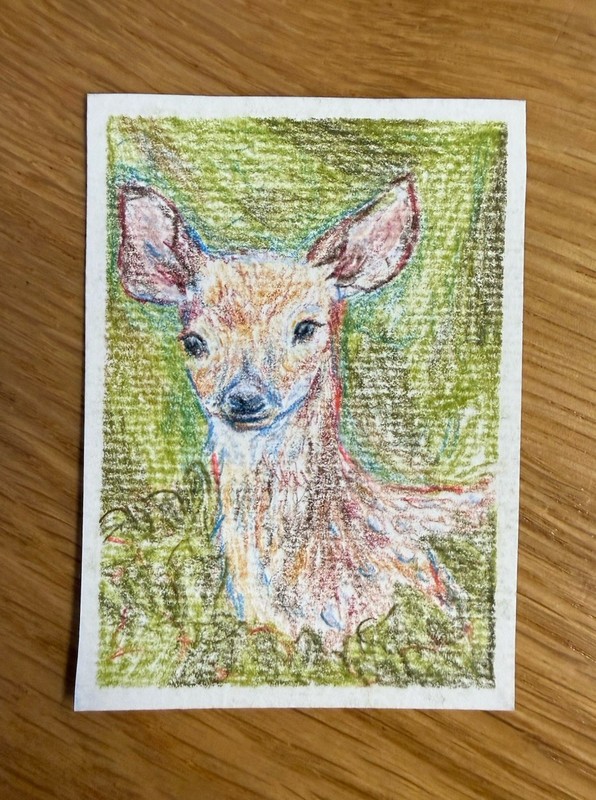 ACEO original Little Fawn Colored Pencils Miniature Art Card OOAK
